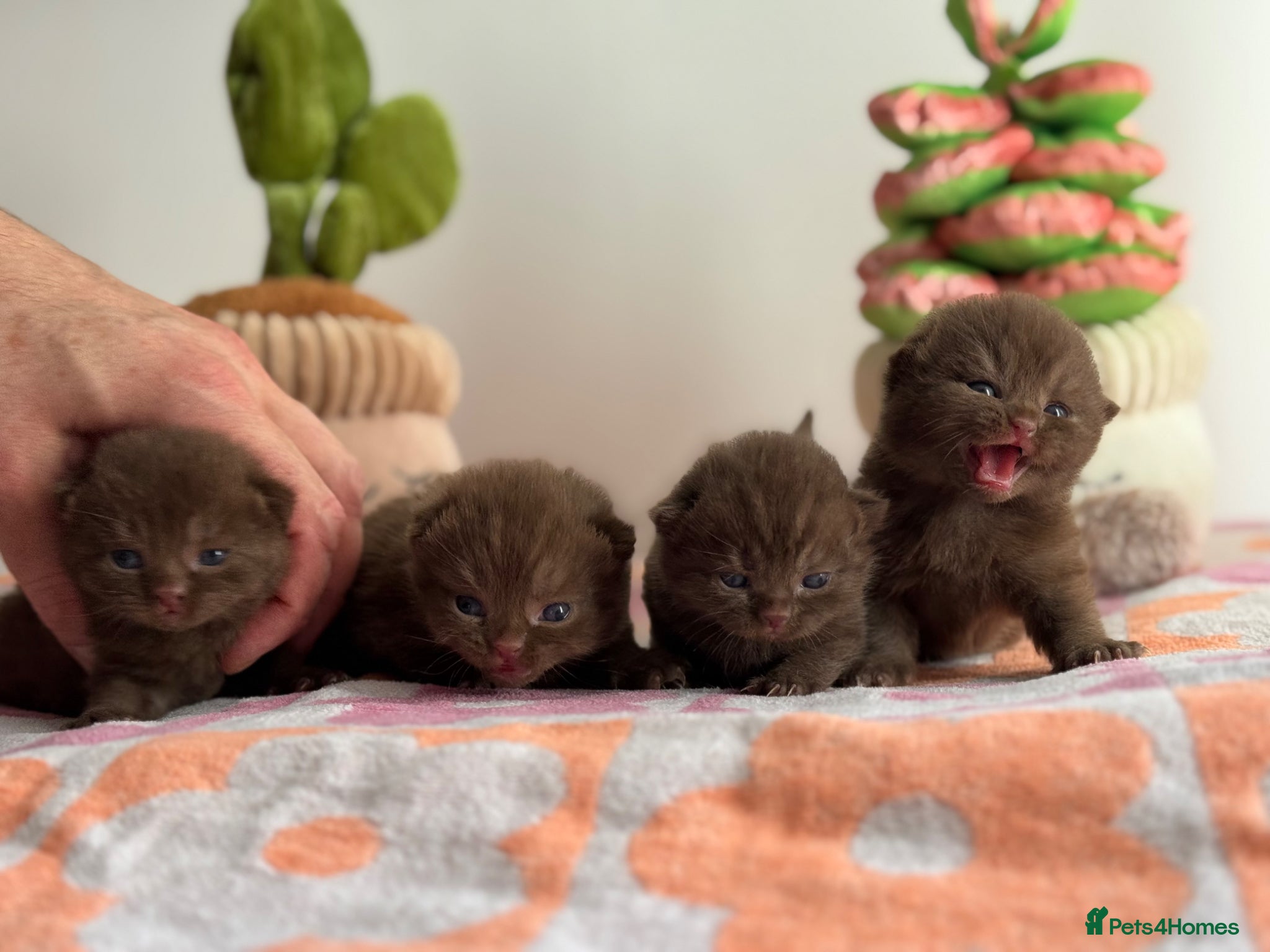 British Shorthair cats 🤎🍫Chocolate litter  - Advert 3