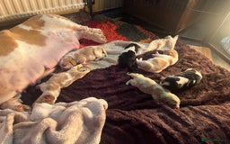 Basset Hound dogs for sale: Stunning basset hound pups - Image 3