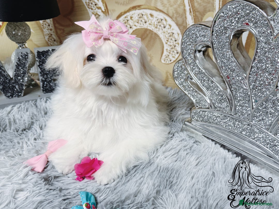 Maltese dogs for sale: Emperatrice Maltese-Korean Line Show Maltese KC Re - Advert 33