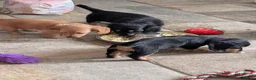 Miniature Dachshund dogs for sale: Stunning LH pra clear MD - Advert 8
