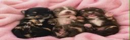 Chihuahua dogs for sale:    chihuahua  - Advert 2