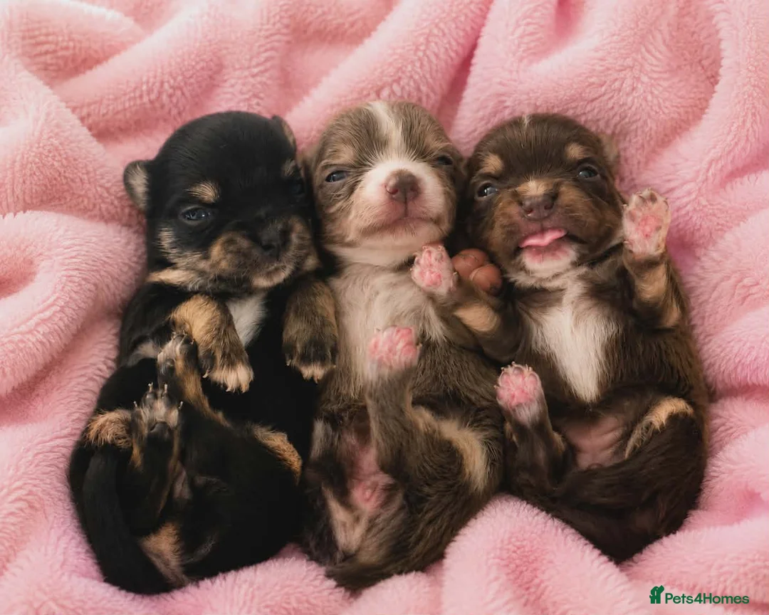 Chihuahua dogs for sale:    chihuahua  - Advert 2