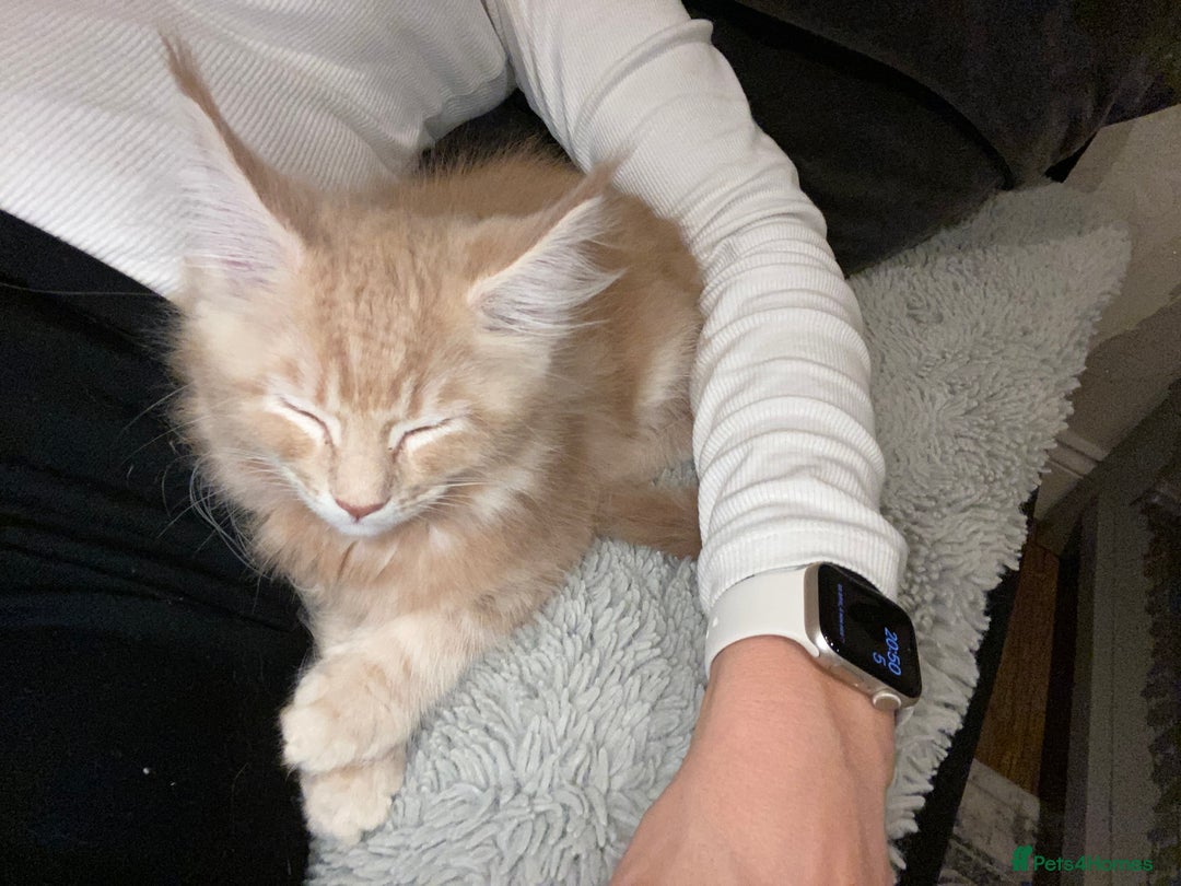 Maine Coon cats for sale: Maine coon kittens Russian/big - Advert 22