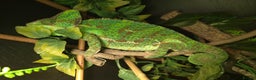 Chameleon reptiles for sale: Female Panther Chameleon  - Advert 1