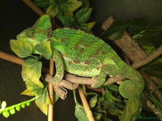 Chameleon reptiles Female Panther Chameleon - Advert 2