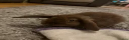 Mini Lop rabbits for sale: Beautiful mini lops for sale - Advert 11