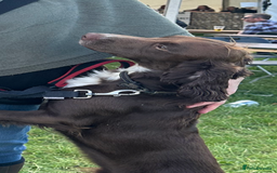 Cocker Spaniel dogs for stud: Cocker spaniel stud in Glossop - Image 13