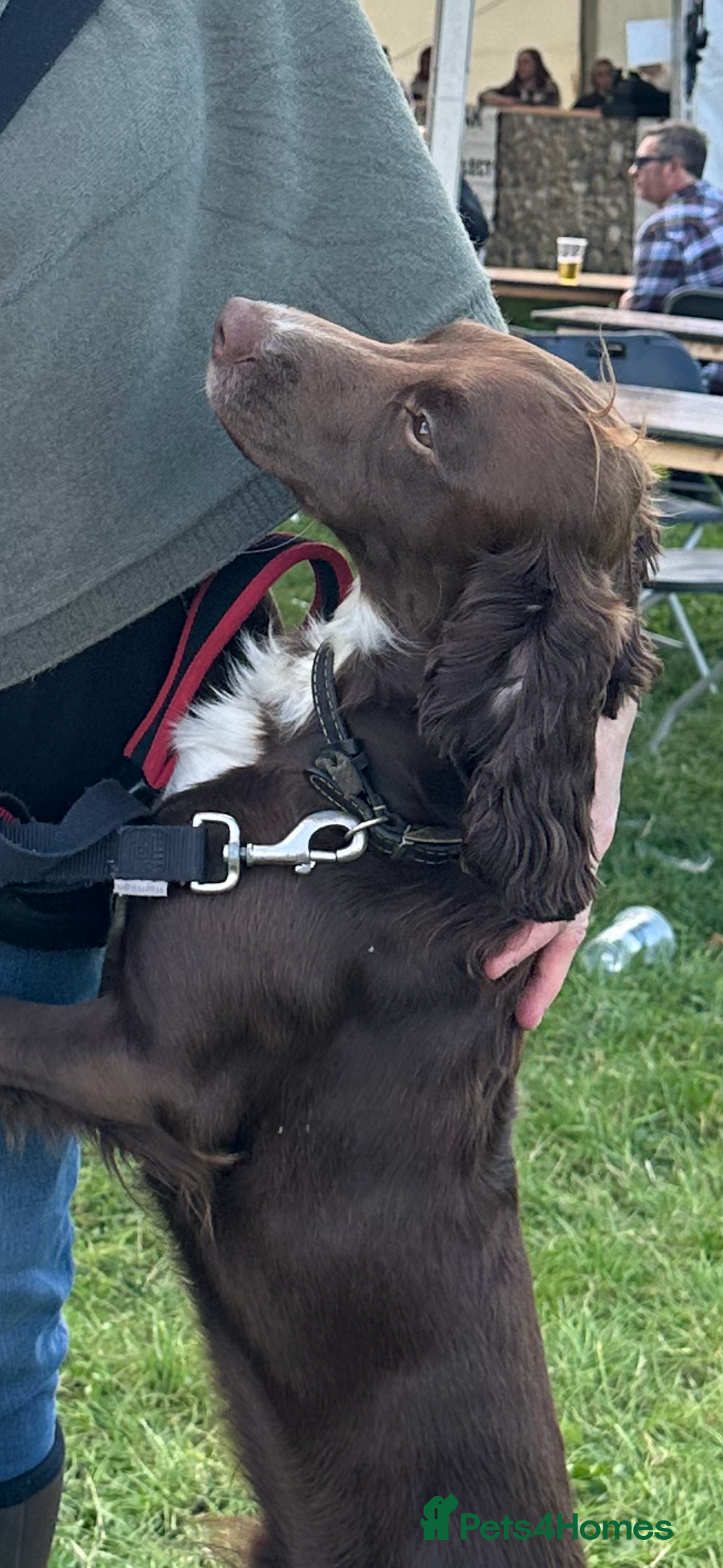 Cocker Spaniel dogs for stud: Cocker spaniel stud in Glossop - Image 13