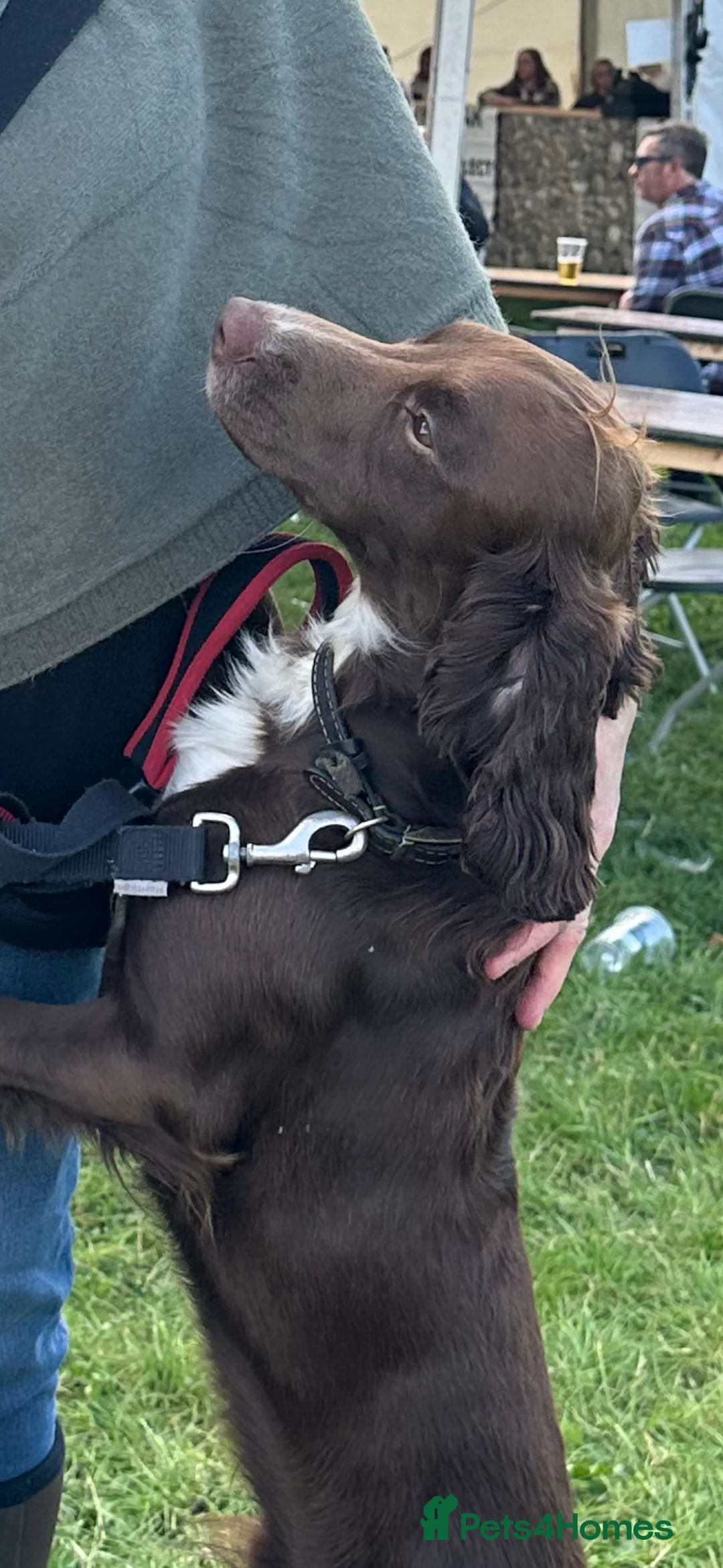 Cocker Spaniel dogs for stud: Cocker spaniel stud in Glossop - Advert 13