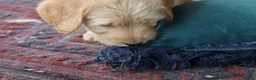 Labradoodle dogs for sale: Beautiful Third-Generation Labradoodle Puppie - Advert 14