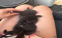 Mixed Breed cats for sale: black and tabby kittens looking for new home  - Image 15