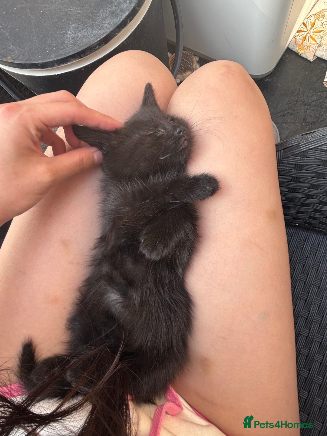 Mixed Breed cats for sale: black and tabby kittens looking for new home  - Image 15