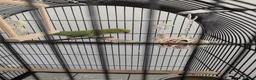 Ringnecks birds for sale: Indian ringneck parrot with full setup  - Advert 2