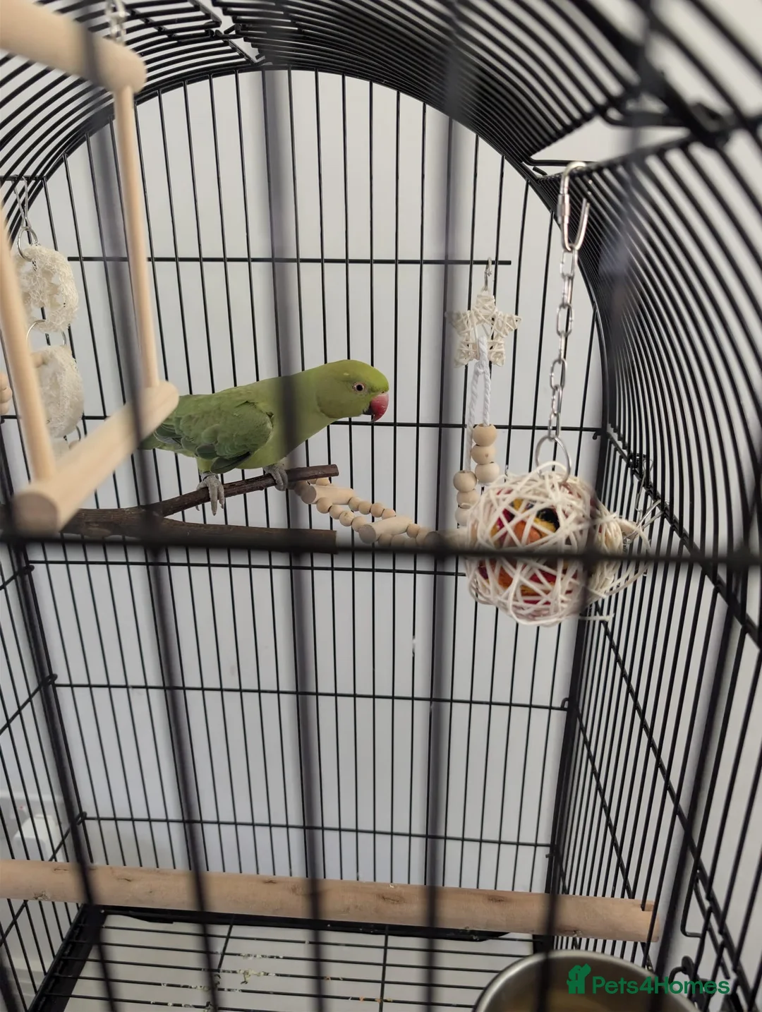 Ringnecks birds for sale: Indian ringneck parrot with full setup  - Advert 2