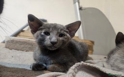 Oriental cats for sale: blue oriental male kitten - Image 2