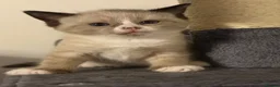 Snowshoe cats for sale: Snowshoe kitten  - Advert 5