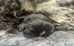 Cocker Spaniel dogs for sale: Beautiful Working Cocker Spaniel Puppies for Sale - Image 3