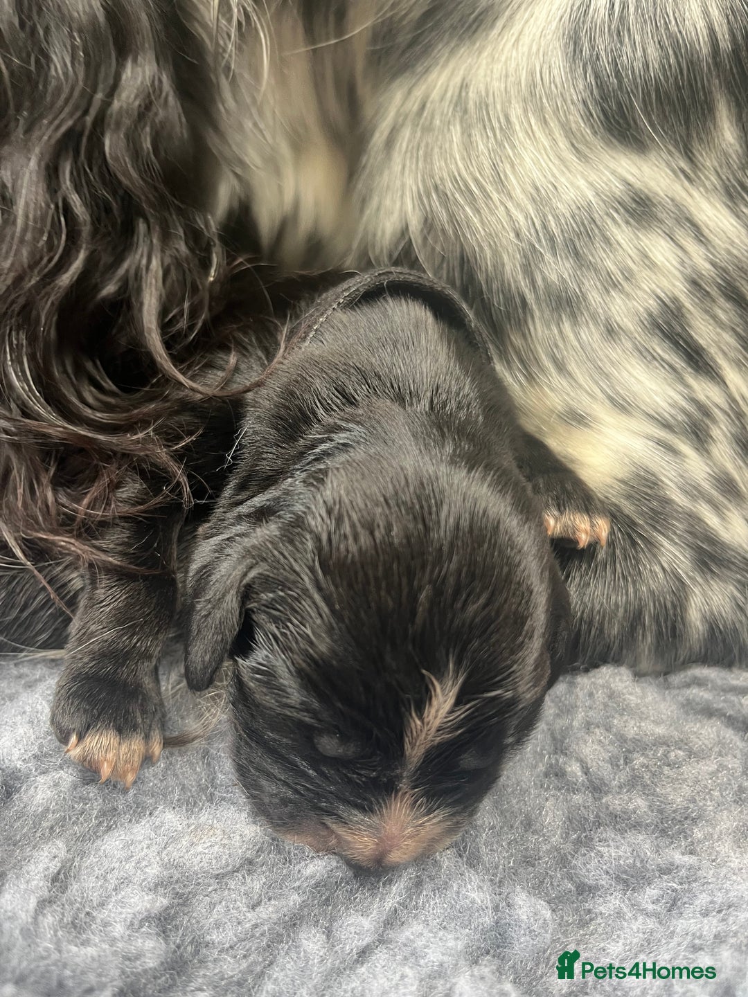 Cocker Spaniel dogs for sale: Beautiful Working Cocker Spaniel Puppies for Sale - Image 3
