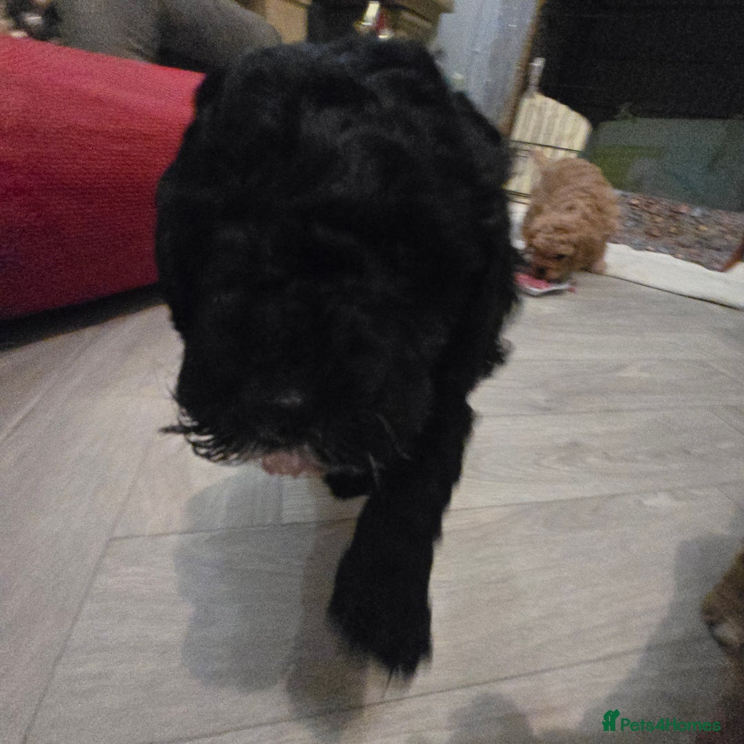 Cavapoo dogs for sale: Teddy bear cavapoo  - Advert 14