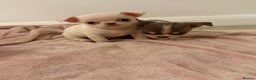 Chihuahua dogs for sale: Kc chihuahua puppies Russian and Ukraine lines - Advert 24