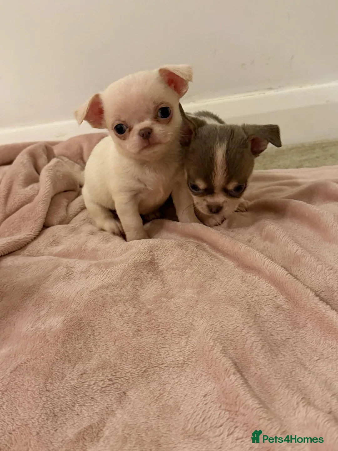 Chihuahua dogs for sale: Kc chihuahua puppies Russian and Ukraine lines - Advert 24