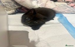 British Shorthair cats for sale: Kittens for sale  - Image 3