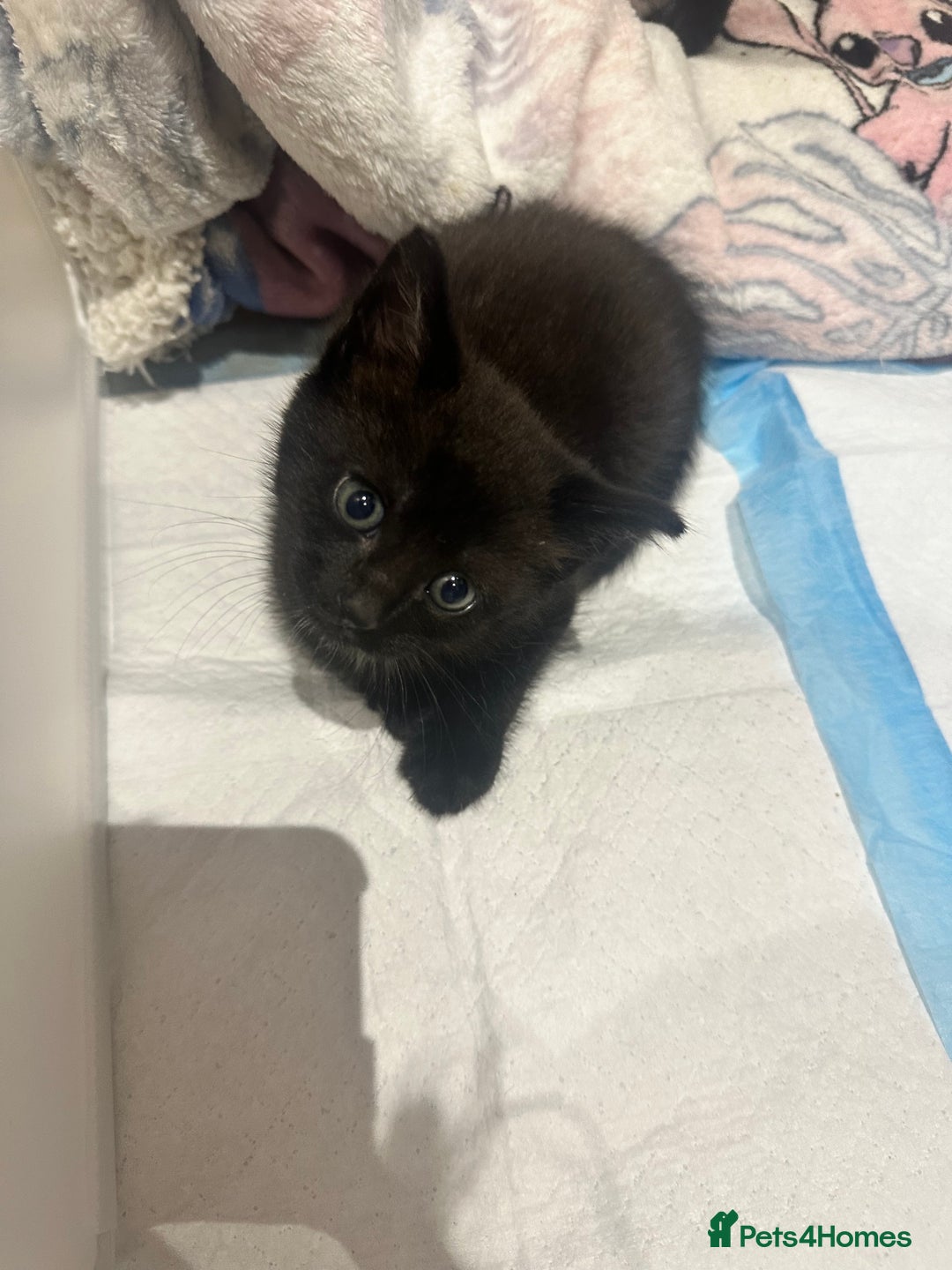 British Shorthair cats for sale: Kittens for sale  - Image 3