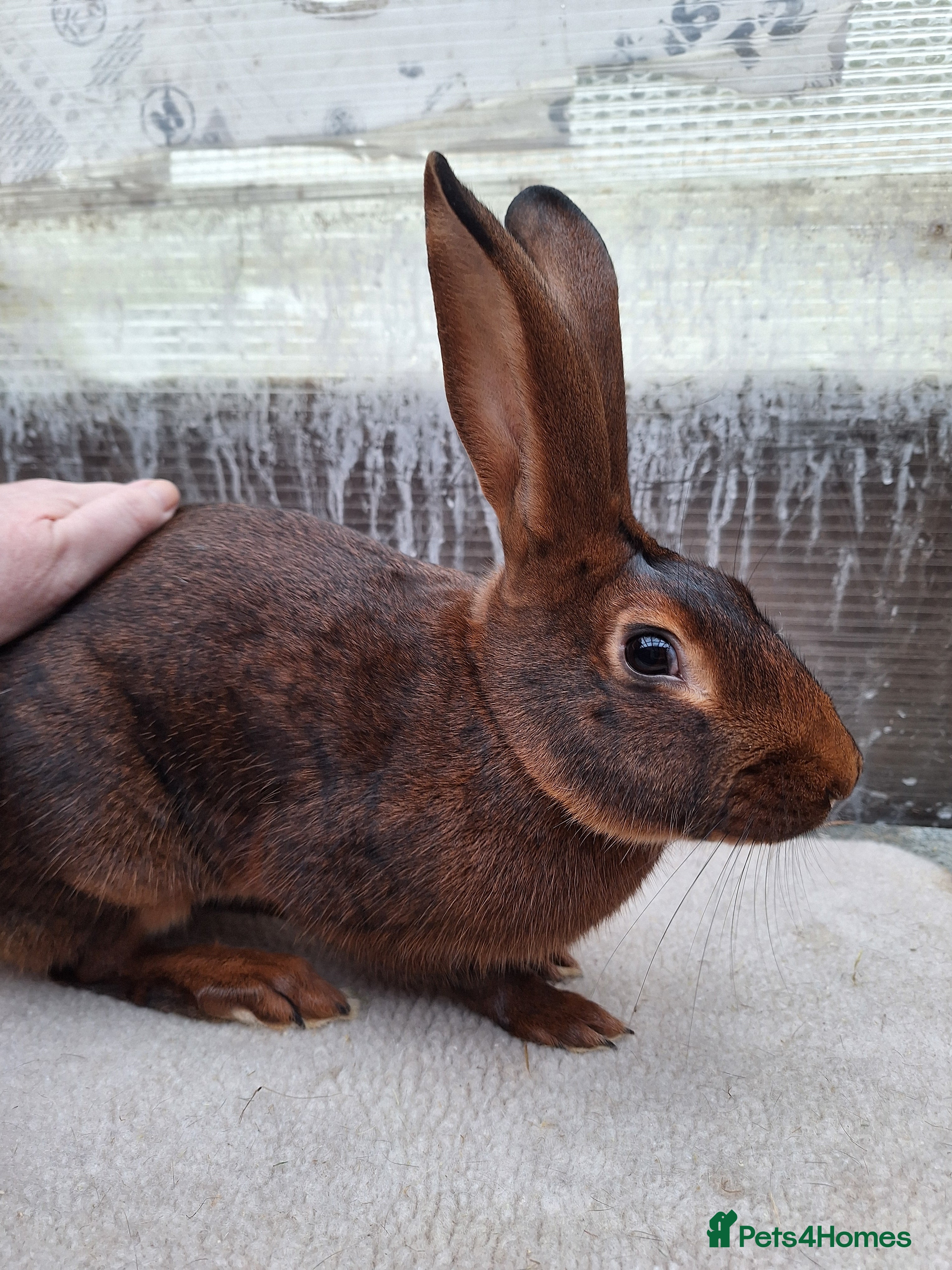Belgian Hares rabbits BRC Belgian Hare buck looking for a new home - Advert 18