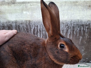 Belgian Hares rabbits BRC Belgian Hare buck looking for a new home - Advert 3