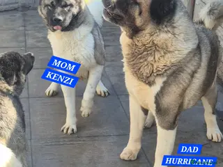 Akita dogs AMERICAN AKITA FEMALE (LAST ONE) - Advert 8