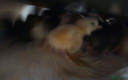 Chickens poultry for sale: Chicks  - Image 9