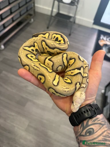 Gallery Image {{count}}