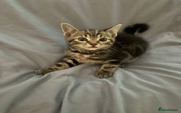 British Shorthair cats for sale: 8 Beautiful short haired kittens - Image 1