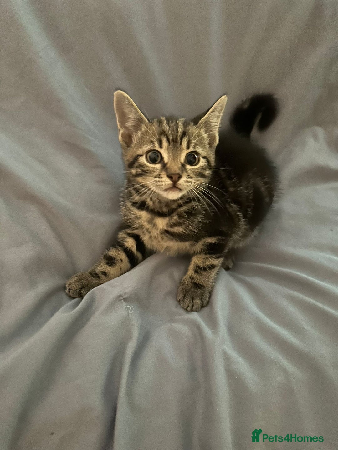 British Shorthair cats for sale: 8 Beautiful short haired kittens - Image 1