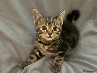 British Shorthair cats - Advert 17