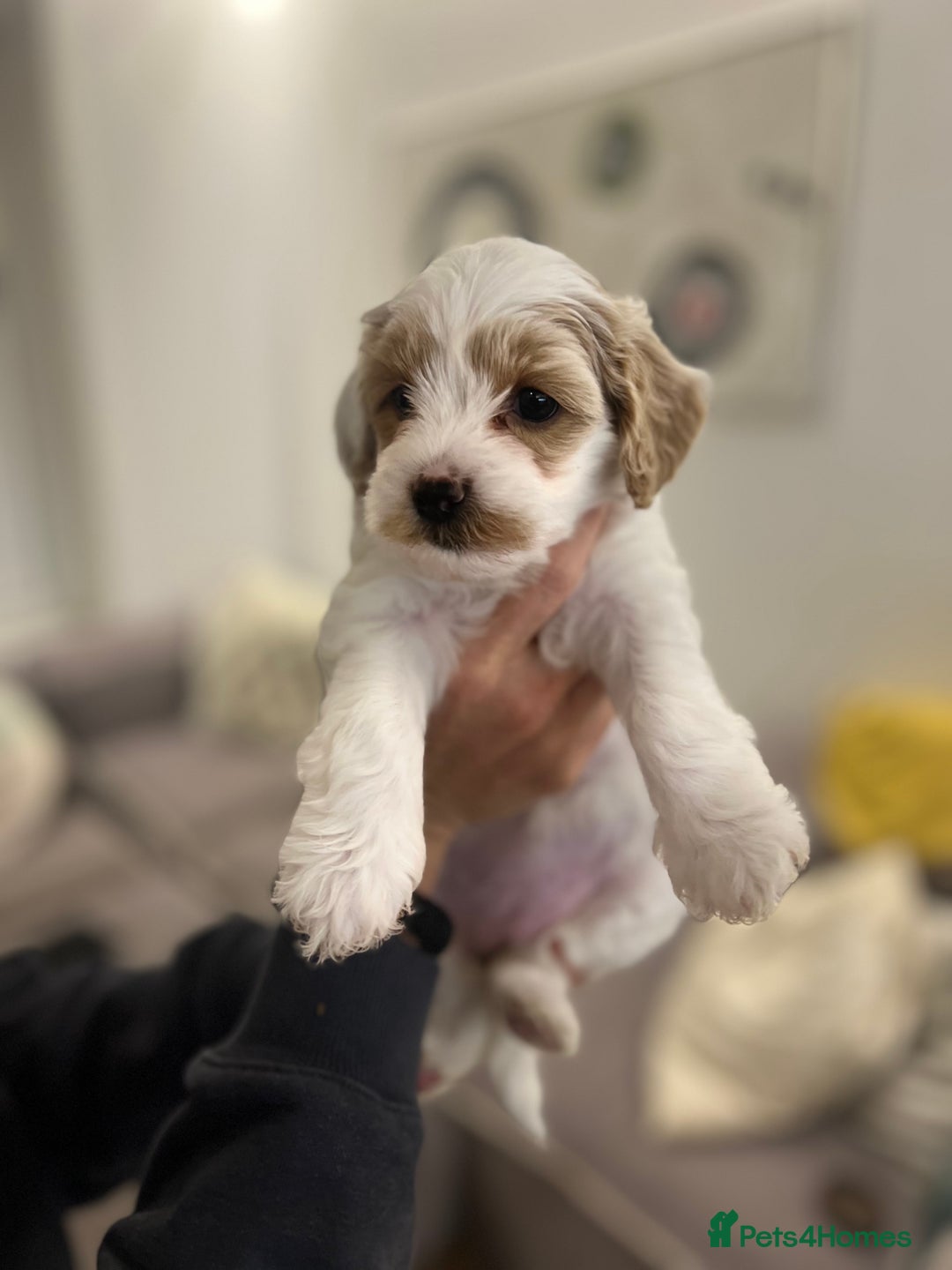 Mixed Breed dogs for sale: Tiboodle Puppies – Toy Poodle x Tibetan Terrier - Image 19