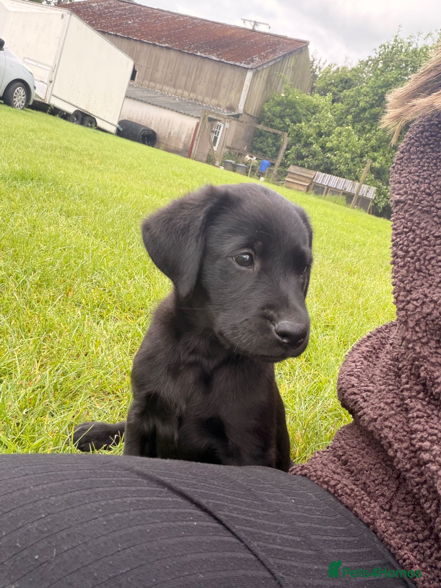 Labrador Retriever dogs for sale: Beautiful Labrador Puppies - Advert 3