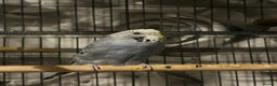 Budgerigars birds for sale: 2 male budgies  - Advert 2