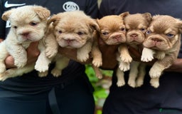 French Bulldog dogs for sale: Visual Fluffy 🧶 New Shade Frenchies 💎  - Image 25