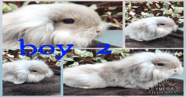 Mini Lop rabbits - Advert 4