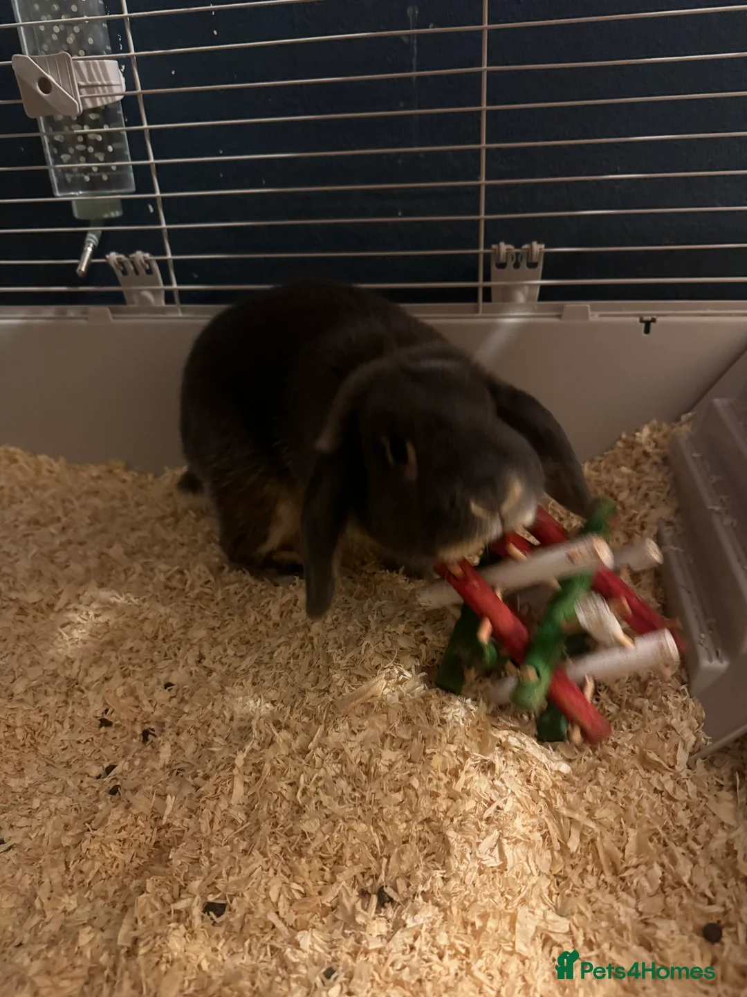 Mini Lop rabbits for sale: Rabbit 1 years old  - Advert 8
