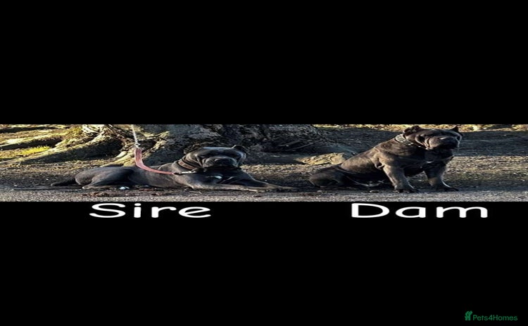 Cane Corso dogs - Advert 3