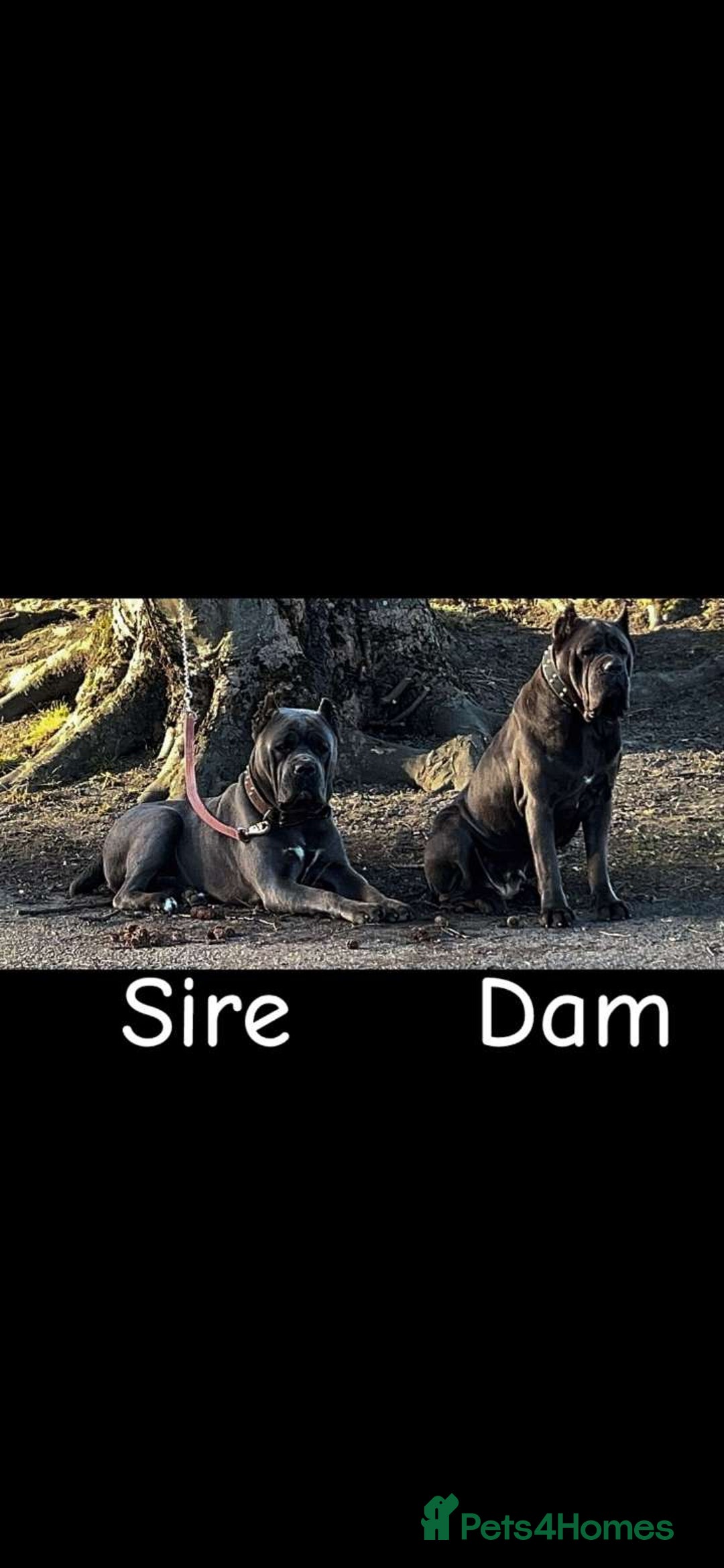 Cane Corso dogs for sale: Romanian cane corso - Image 1