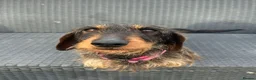 Miniature Dachshund dogs for sale: Miniature Dashounds Dapple  in Larkhall - Advert 4