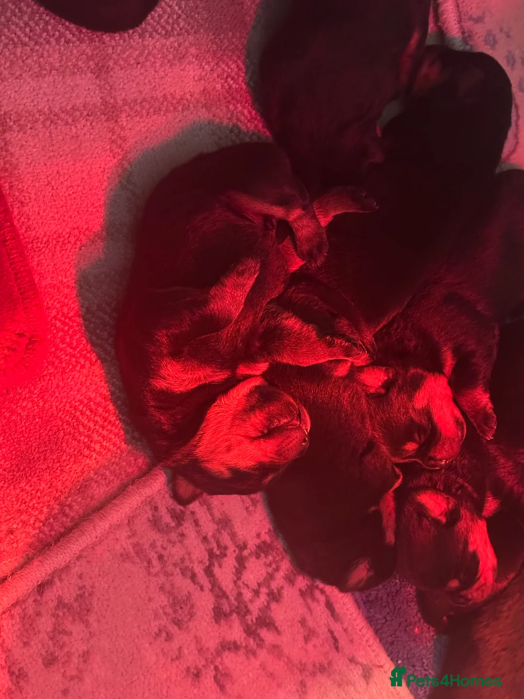 Rottweiler dogs for sale: Beautiful Rottweiler puppies  - Advert 31