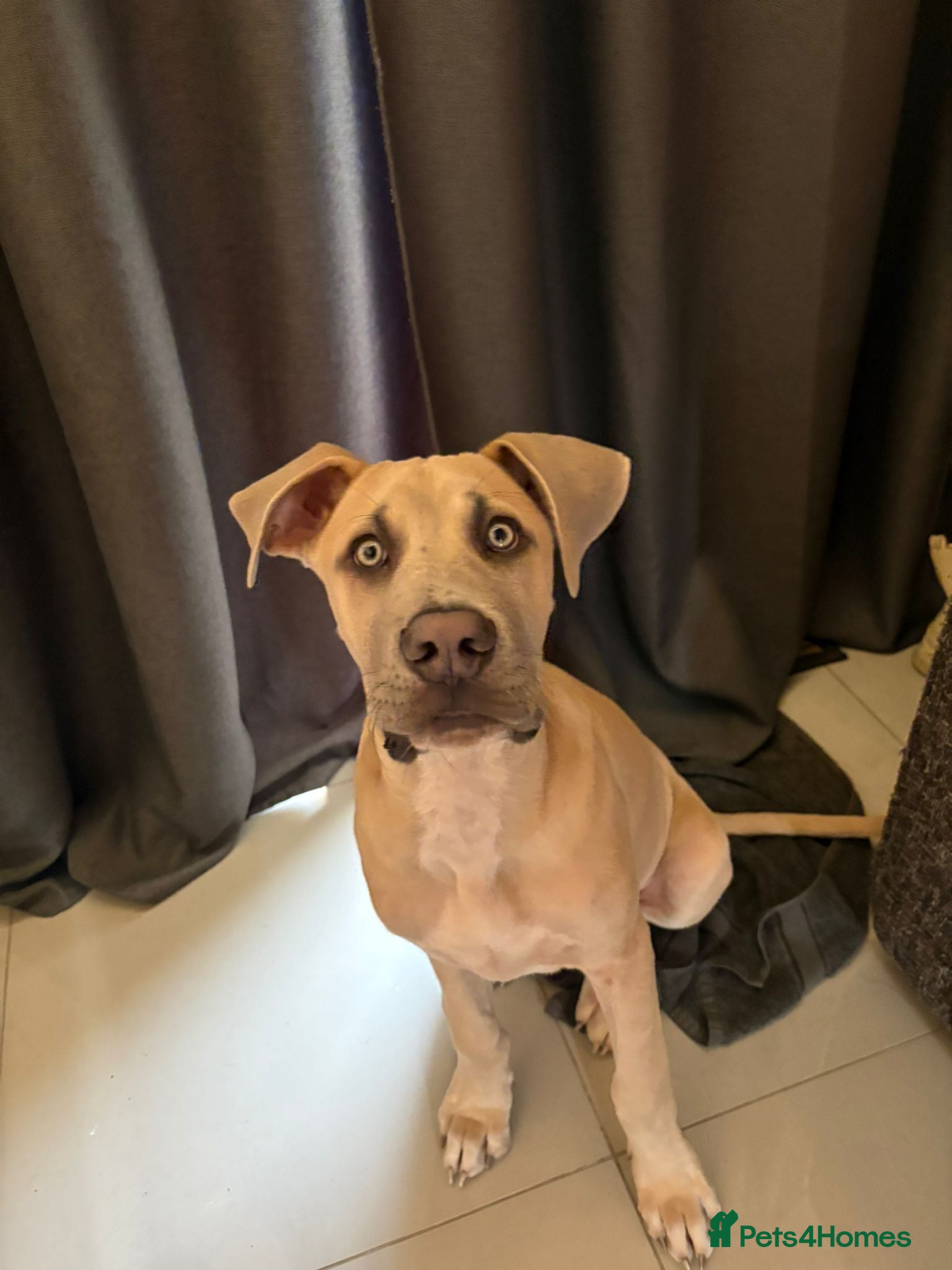 Mixed Breed dogs Great Dane x English Mastiff - Advert 3