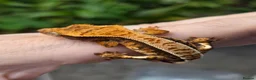 Gecko reptiles for sale: Crested geckos  - Advert 16