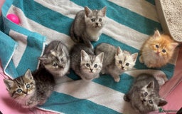 Persian cats for sale: Persian Cross Kittens - GCCF Registered parents - Image 1