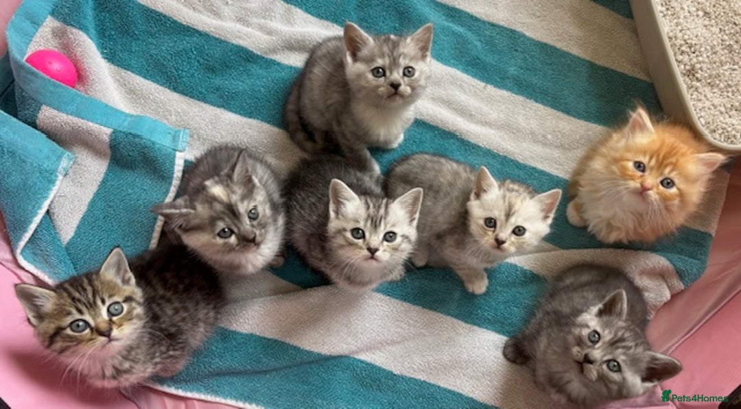 Persian cats for sale: Persian Cross Kittens - GCCF Registered parents - Image 1