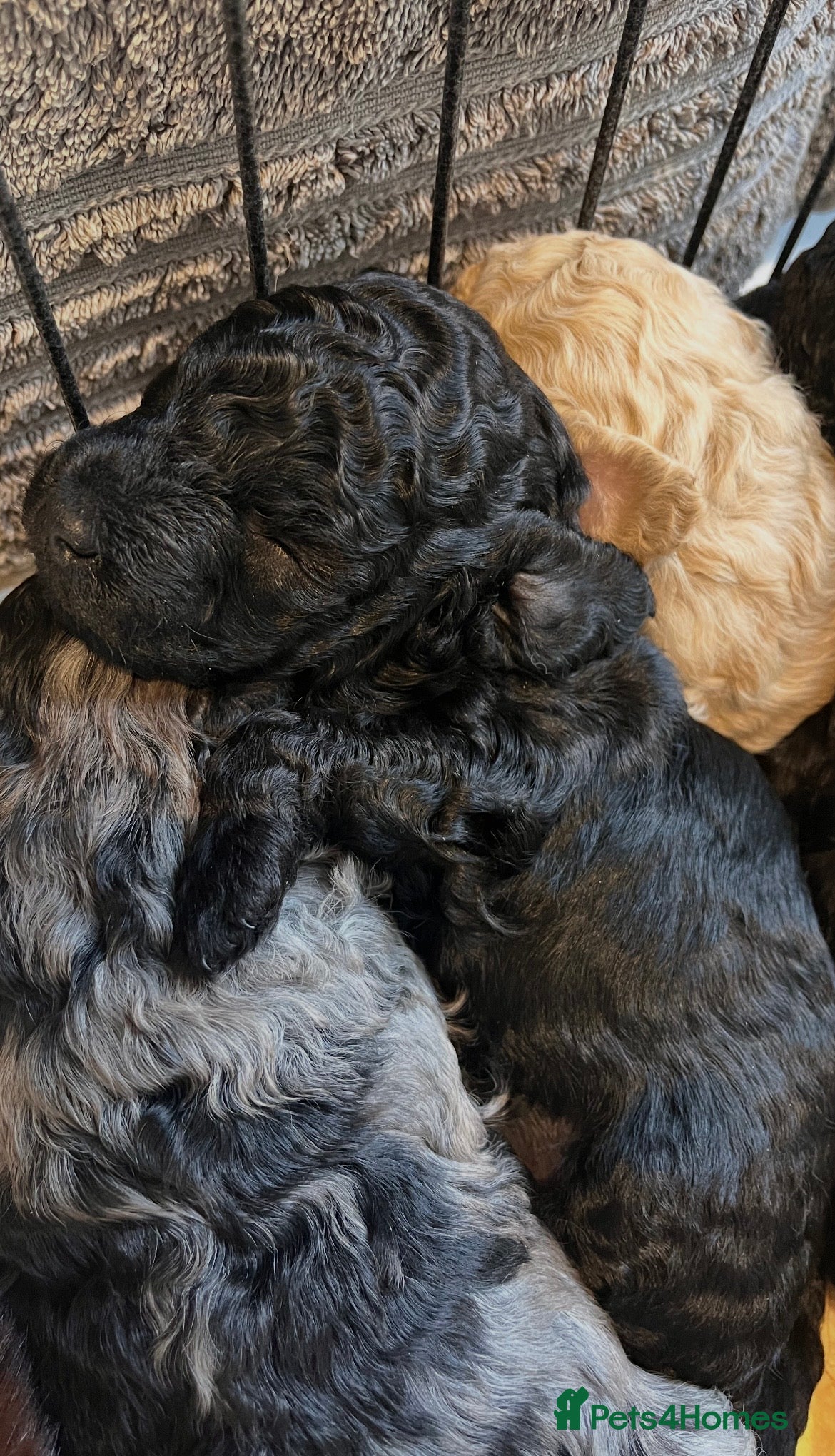 Cockapoo dogs LAST ONES! 3 Luxury Cockapoo boys !🖤 - Advert 2